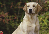 拉布拉多不長個子怎么回事（怎么辦）